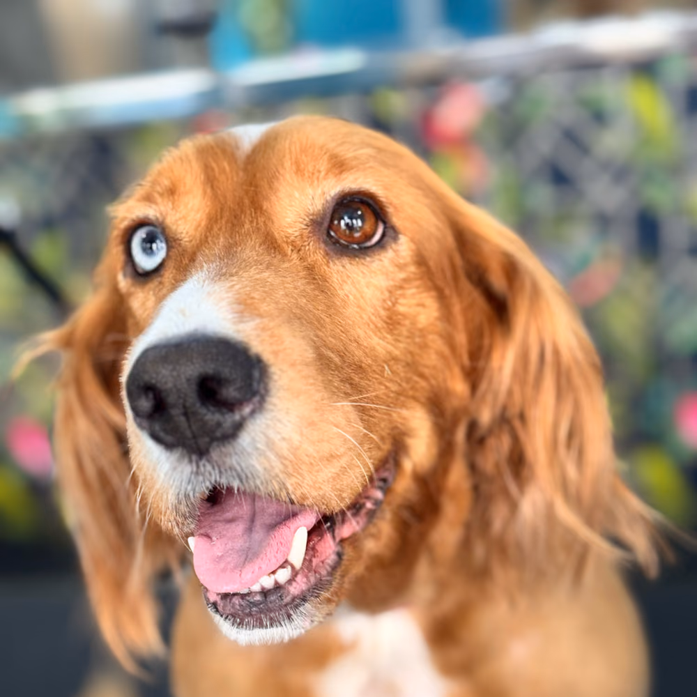 A happy golden cocker spaniel after its groom