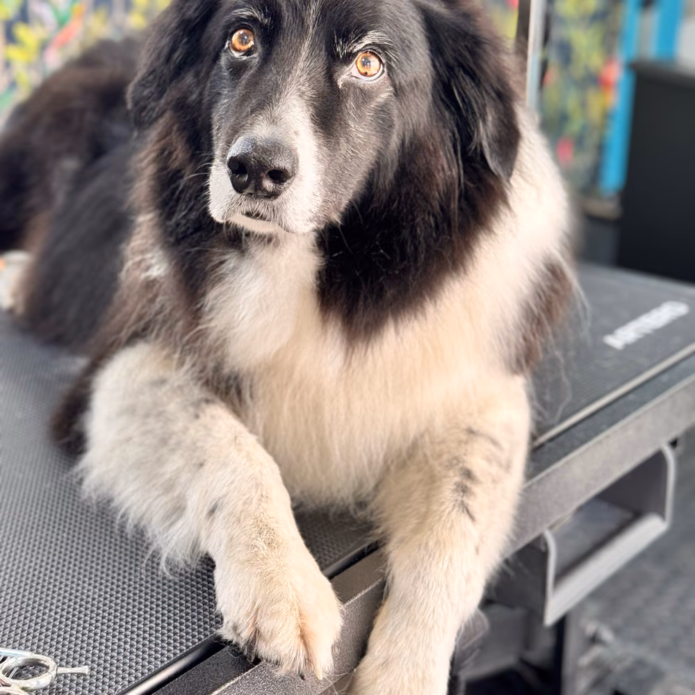 A calm border collie resting on the grooming table