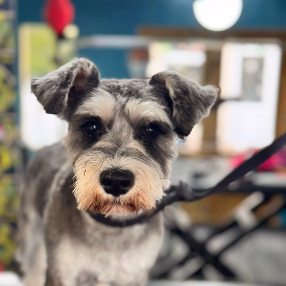A freshly groomed schnauzer on the grooming table